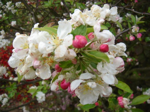 Malus x 'Evereste' (floribunda x pumila) P28